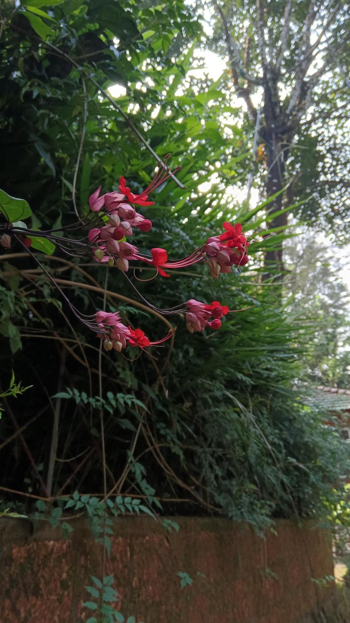 Jungle Valley Ayurvedic Spa Resort Meppādi Εξωτερικό φωτογραφία